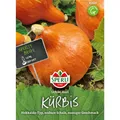 Kürbis Uchiki Kuri - Hokkaido-Typ