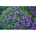 Aubrieta X Cult. Blaumeise Blaukissen Blau Ca. 9x9 cm Topf