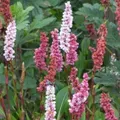 6 x Knöterich - Persicaria affinis 'Darjeeling Red' | Topf 9cm x 9cm