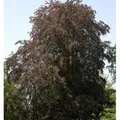 Blutbuche 60-80cm - Fagus sylvatica