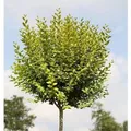 Hochstamm Gold Liguster 100-125cm - Ligustrum ovalifolium