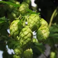 Hopfen (Humulus lupulus) Bio - ca. 30 Samen