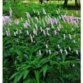 Wiesenknöterich Hohe Tatra - Persicaria bistorta