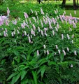 Wiesenknöterich Hohe Tatra - Persicaria bistorta - lebende Gartenpflanze aus den Baumschulen