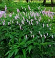 Wiesenknöterich Hohe Tatra - Persicaria bistorta
