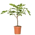Bloomique - Ficus Carica Brown Turkey - Feigenbaum - Obstbäume - Gartenpflanzen - Winterhart - Höhe 60-80 cm - Topf 17 cm