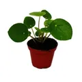 Exotenherz Mini Pilea Peperomioides Glückstaler Chinesischer Geldbaum Bauchnabelpflanze im 5,5cm Topf