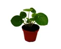 Exotenherz Zimmerpflanze Mini Pilea peperomioides Glückstaler Bauchnabelpflanze im 5,5cm Topf