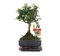 Exotenherz Zimmerpflanze Bonsai Fukientee - Carmona microphylla - ca. 6 Jahre - Kugelform