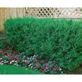 Taxus cuspidata 150-175 cm