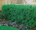 Pflanzen für Dich Konifere Taxus cuspidata, 1 St., Japanische Eibe, Spitzblättrige Eibe, immergrün, schnittverträglich
