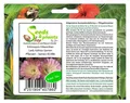 10x Echinopsis Edwardian Lady Kaktus Garten Pflanzen - Samen B1386