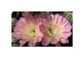 10x Echinopsis Edwardian Lady Kaktus Garten Pflanzen - Samen B1386