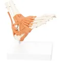 Fußgelenk 8x8x24 cm, Anatomie Modelle, Anatomische Lehrmittel, Medizin