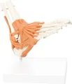 Fußskelett mit Bändern und Unterschenkelansatz, Anatomie Modell, Medizin