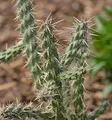 Winterharter Feigenkaktus - Opuntia imbricata - lebende Gartenpflanze aus den Baumschulen