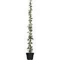 Hedera Helix Hibernica Irischer Efeu 100–150 cm