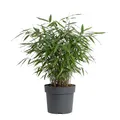 Bloomique - Fargesia Asian Wonder - Bambuspflanze - Nicht invasiv - Gartenpflanze - Heckenpflanze - Höhe 20-40 cm - 14 cm Topf