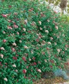 Viburnum tinus 'Gwenllian', Lorbeer-Schneeball, weiß-rosa, 30–40 cm
