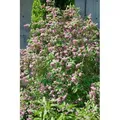 Deutzia 'Strawberry Fields' Maiblumenstrauch 40-60 cm