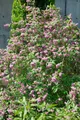Pflanzen für Dich Gehölze Deutzia 'Strawberry Fields', 1 St.