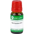 Naja Tripudians Arca Lm 6 10 ML