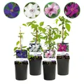 GreenboutiQ - Kletterpflanze - Clematis Rainbow - Blüte Rosa Weiß Lila Rot - Wenig Pflege - 4 Pflanzen - Topf 11cm Höhe 40cm