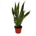 Exotenherz Sansevieria Trifasciata Bogenhanf 12cm Topf