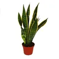 Exotenherz Zimmerpflanze Sansevieria trifasciata - Bogenhanf 12cm Topf