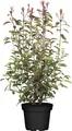 Photinia fraseri 'Little Red Robin', Glanzmispel, rot, 30–40 cm