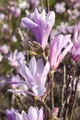 Pflanzen für Dich Gehölze Magnolia liliiflora Susan, 1 St., Purpur-Magnolie, Tulpen-Magnolie