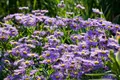 Aster novi-belgii 'Blaue Nachhut', Glattblatt-Aster, blau, ca. 11x11 cm Topf