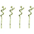 Lucky Bamboo 50cm 4er spiral Bambus