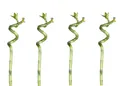meinvipshop Zimmerpflanze Lucky Bamboo 50cm 4er spiral Bambus