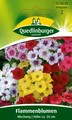 Flammenblume Phlox Mischung Samen von Quedlinburger Saatgut