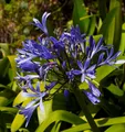 Liebesblume Schmucklilie Midnight Dream - Agapanthus