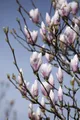 Pflanzen für Dich Gehölze Magnolia soulangiana Heaven Scent, 1 St., Tulpen-Magnolie, Magnolie