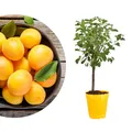 Meine Orangerie - Zwergobst Stämmchen Pflaume - gelbe Zwergpflaume - Höhe inkl. Topf ca. 80-90cm - winterharter Pflaumenbaum für Garten, Balkon oder Terrasse im Ø22-24cm Topf