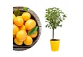 Meine Orangerie Obstpflanze Zwergobst Stämmchen - diverse Sorten, mehrjähriger Obstbaum, winterhartes Zwergobstbäumchen für Garten, Balkon oder Terrasse