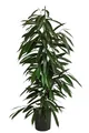 Dehner Birkenfeige, Ficus binnendijkii Amstel King, in Hydrokultur, ca. 120 cm, Ø Topf 18 cm, Zimmerpalme