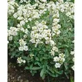Arabis X Suendermannii Gänsekresse Immergrün Ca. 9x9 cm Topf