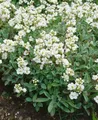 Arabis x suendermannii, Gänsekresse, immergrün, ca. 9x9 cm Topf