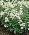 Pflanzen für Dich Staude Arabis suend., 1 St., Gänsekresse