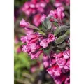 Weigela Florida Victoria Weigelie Dunkelrosa 15–20 cm