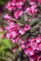Weigela florida 'Victoria', Weigelie, dunkelrosa, 15–20 cm