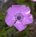 Alpen Nelke - Dianthus alpinus