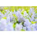 Ceanothus Delilianus Gloire D.Versailles Säckelblume Blau 60–100 cm