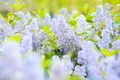 Pflanzen für Dich Gehölze Ceanothus del. Gloire d.Versailles, 1 St., Säckelblume, Amerikanischer Flieder