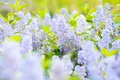 Ceanothus delilianus 'Gloire d.Versailles', Säckelblume, blau, 60–100 cm