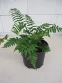 Elefantenrüssel-Farn - Dryopteris atrata - 30-40cm